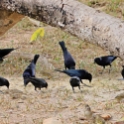 Chopi Blackbird_Gnorimopsar chopi_Purplish jay_Cyanocorax cyanomelas_Ruddy Grong Dove_Columbina talpacoti & Finches & Sparrows_4524