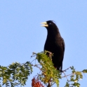 Crested Oropendola_Psarocolius decumanus_5563