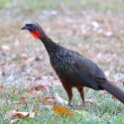 Dusky-legged Guan_Penelope obscura_4314