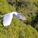 Great Egret_Ardea alba_4177 