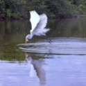 Great Egret_Ardea alba_4435