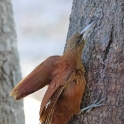 Great-rufous Woodcreeper_Xiphocolaptes major_6560