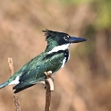 Green Kingfisher_Chloroceryle americana_6024