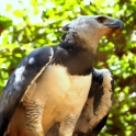 Harpy Eagle_Harpia harpyja_6806