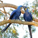 Hyacinth Macaw_Anodorhynchus hyacinthinus_6503