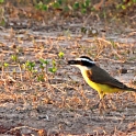 Lesser Kiskadee_Pitangus lictor_4721