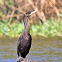 Neotropic Cormorant_Phalacrocorax olivaceus_4820