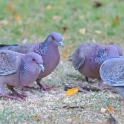 Picazuro Pigeon_Patagioenas picazuro_4245