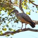 Plumbeous Ibis_Theristicus caerulescens_6567