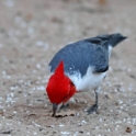 Red-crested Cardinal_Paroaria coronata_6426