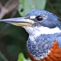 Ringed Kingfisher_Ceryle torquata_4373