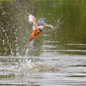 Ringed Kingfisher_Ceryle torquata_4457