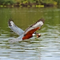 Ringed Kingfisher_Ceryle torquata_4459