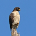 Roadside Hawk_Rupornis magnirostris_5947