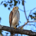 Roadside Hawk_Rupornis magnirostris_6588