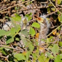 Rufescent Tiger Heron_Tigrisoma lineatum_4593