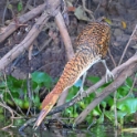 Rufescent Tiger Heron_Tigrisoma lineatum_Immature_5396