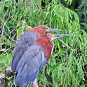 Rufescent Tiger Heron_Tigrisoma lineatum__5220