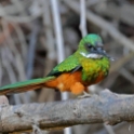 Rufous-tailed Jacamar_Galbula ruficauda_6152