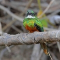 Rufous-tailed Jacamar_Galbula ruficauda_6157