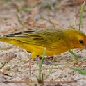 Saffron Finch_Sicalis flaveola_Male_4530