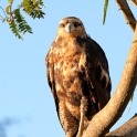 Savanna Hawk_Buteogallus meridionalis_juvenile_6181