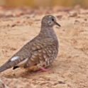 Scaled Dove_Columbina squammata_4499