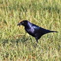 Shiny Cowbird_Molothrus bonariensis_4779