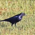 Shiny Cowbird_Molothrus bonariensis_4780