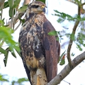 Snail Kite_Rostrhamus sociabilis_Juvenile_5444