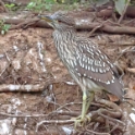 Striated Heron_Butorides striata_juvenile_5207