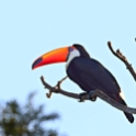 Toko Toucan_Ramphastos toco_6513