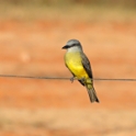 Tropical Kingbird_Tyrannus melancholicus_4782