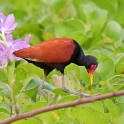 Wattled Jacana_Jacana jacana_4483