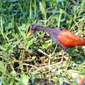 Wattled Jacana_Jacana jacana_4826