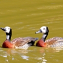 White-faced Whistling Duck_Dendrocygna viduata_6797