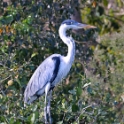 White-necked Heron_Ardea cocoi_4601