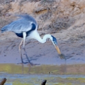 White-necked Heron_Ardea cocoi_with fish_6210