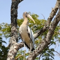 Wood Stork_Mycteria americana_5865