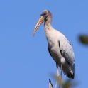 Wood Stork_Mycteria americana_5871