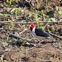 Yellow-billed Cardinal_Paroaria capitata_6089