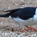 Yellow-billed Cardinal_Paroaria capitata_6407