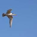 Yellow-billed Tern_Sternula superciliaris_4103