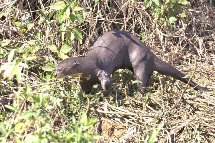 Giant River Otter, Pantanal, Brazil