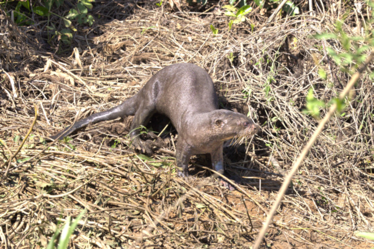 Giant River Otter, Pantanal, Brazil