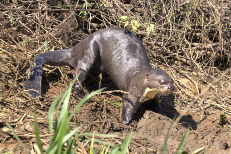 Giant River Otter, Pantanal, Brazil