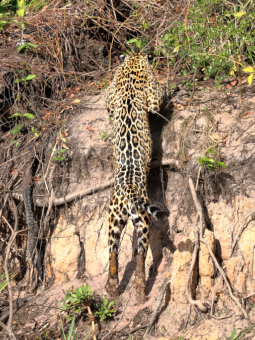 Female Jaguar #2