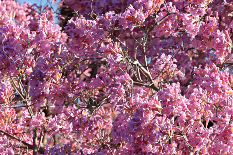 Pink Trumpet Tree