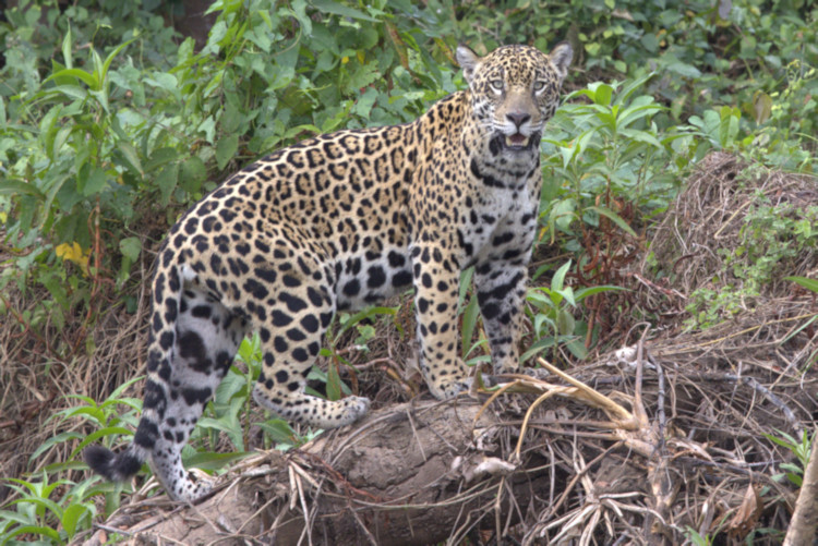 Jaguar, Pantanal, Brazil