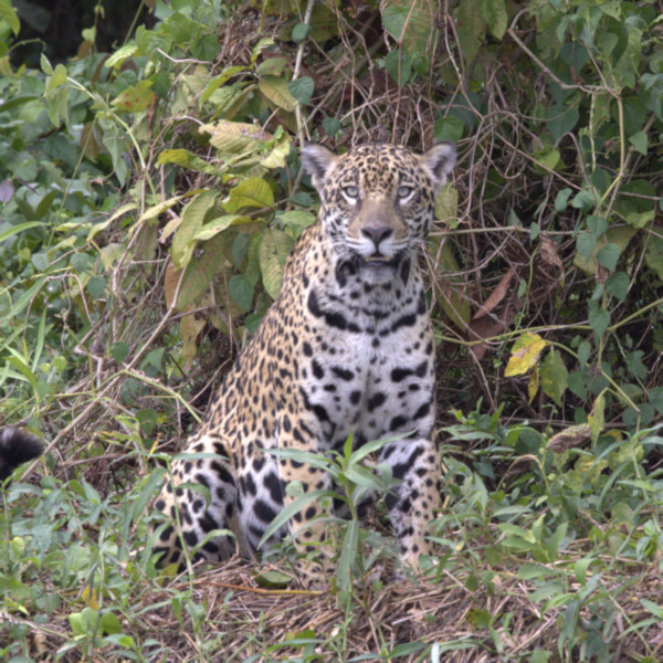 Jaguar, Pantanal, Brazil